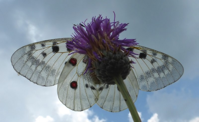 Parnassius apollo